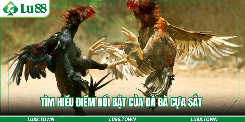 Tìm hiểu điểm nổi bật của đá gà cựa sắt 